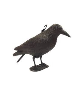 Corbeau noir effaroucheur