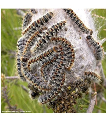 Piège contre les chenilles processionnaire du pin à Nice